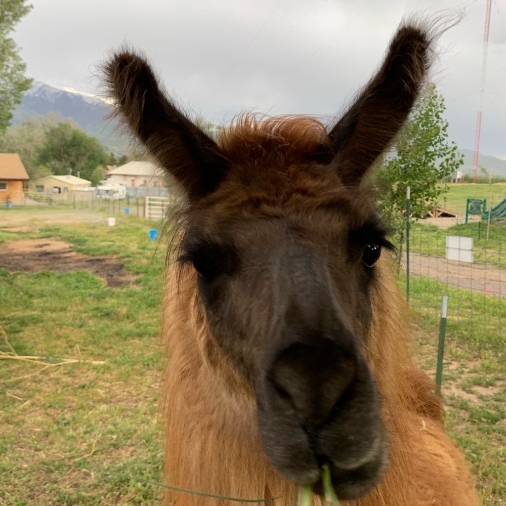 Meet your Posher, Anjali